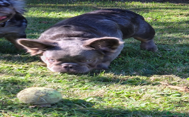 French Bulldog dogs - Advert 15