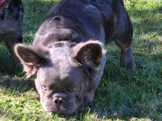 French Bulldog dogs - Advert 10