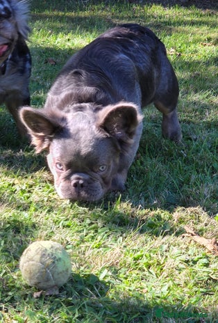 French Bulldog dogs - Advert 16