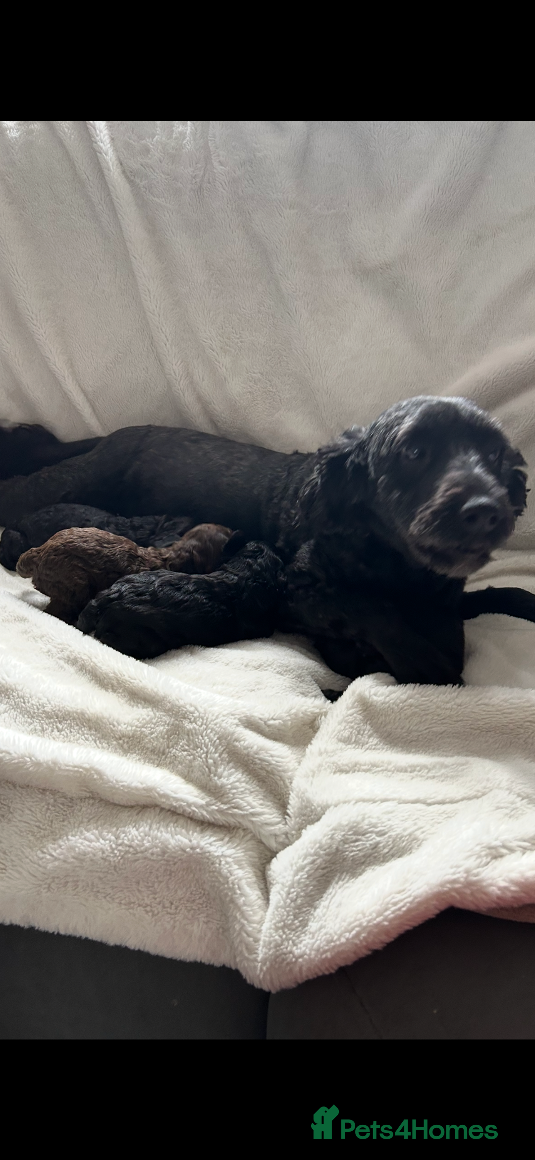 Cockapoo dogs for sale: Beautiful cockapoos - Image 8