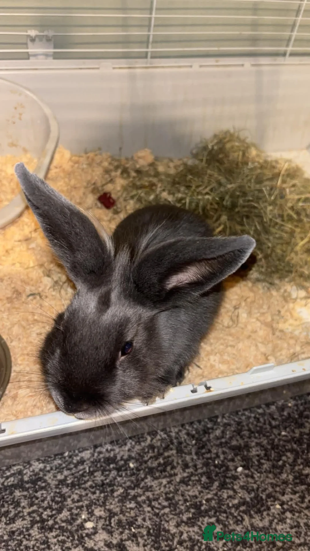 Mixed Breed rabbits for sale: 2 Rabbits for sale - Advert 2