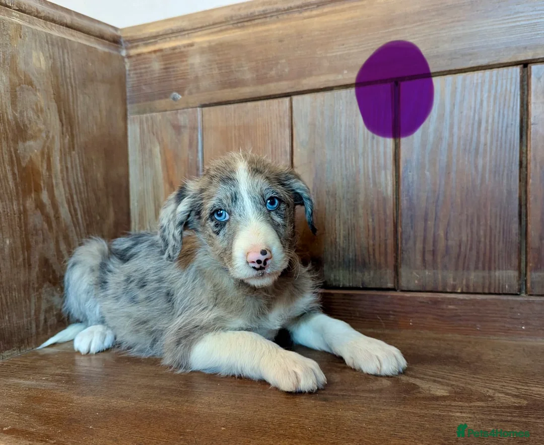 Bordoodle dogs for sale: Standard Bordoodle/Colliepoodle Puppies - Advert 14