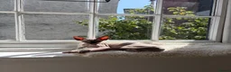 Sphynx cats for sale: Beautiful Sphynx kitten - Advert 2
