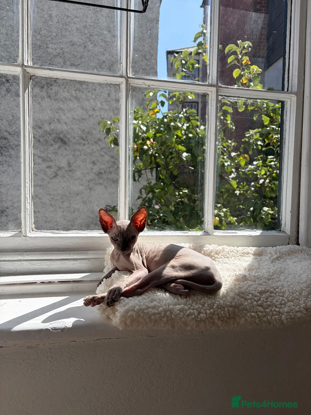 Sphynx cats for sale: Beautiful Sphynx kitten - Advert 2