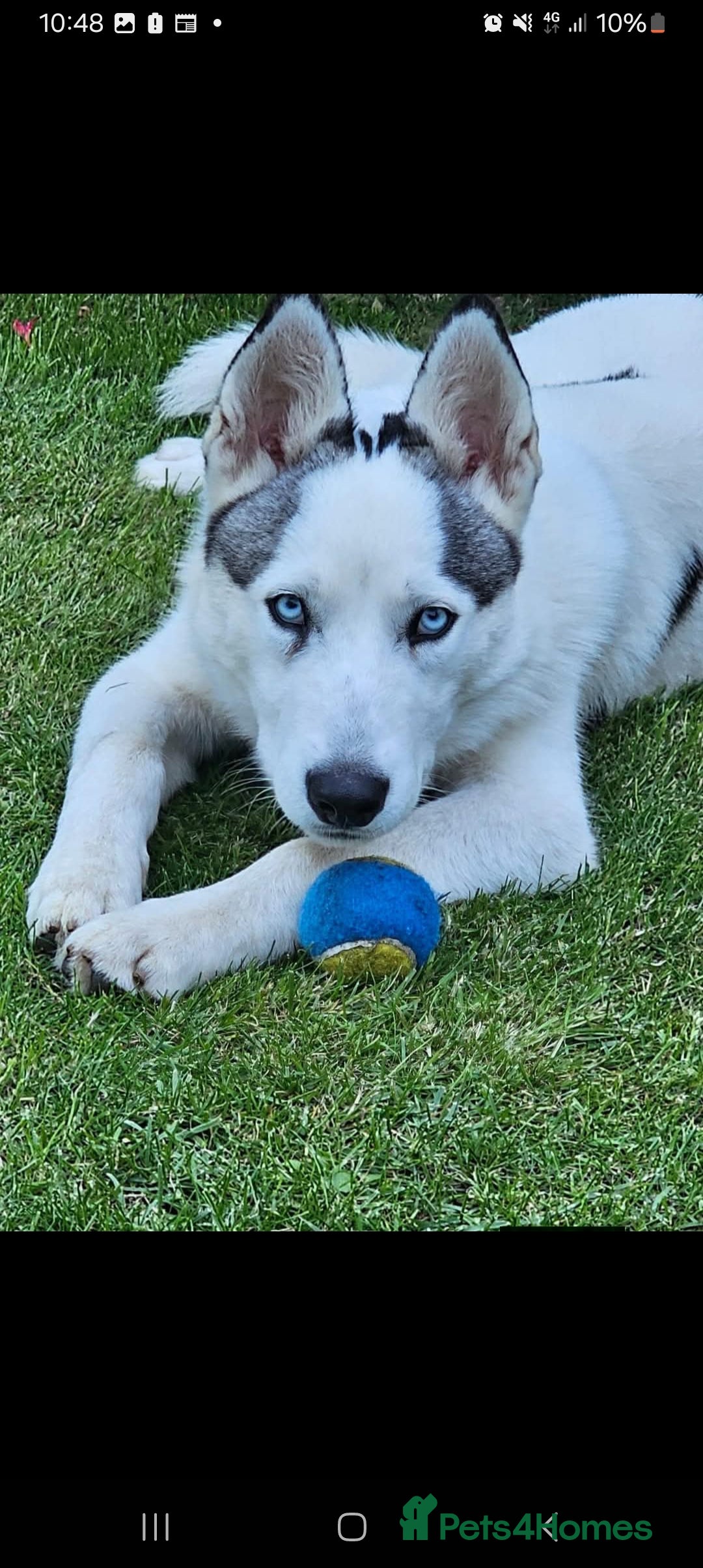 Siberian Husky dogs 2 year old neutered male husky £300 - Advert 1