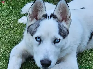 Siberian Husky dogs 2 year old neutered male husky £300 - Advert 3