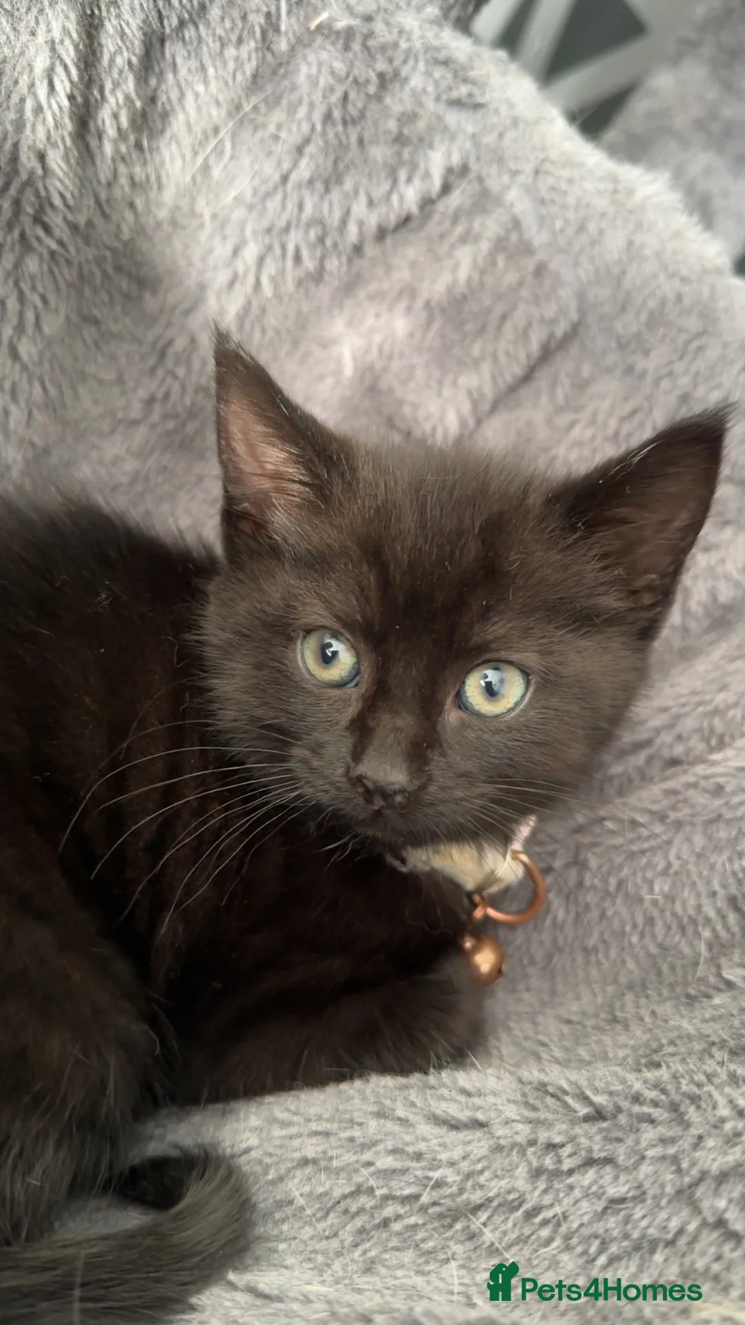 Mixed Breed cats for sale: Beautiful kits in Stafford - Advert 8