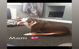 English Bulldog dogs for sale: 🐶 KC Registered English Bulldog Puppies 🐶 - Image 4