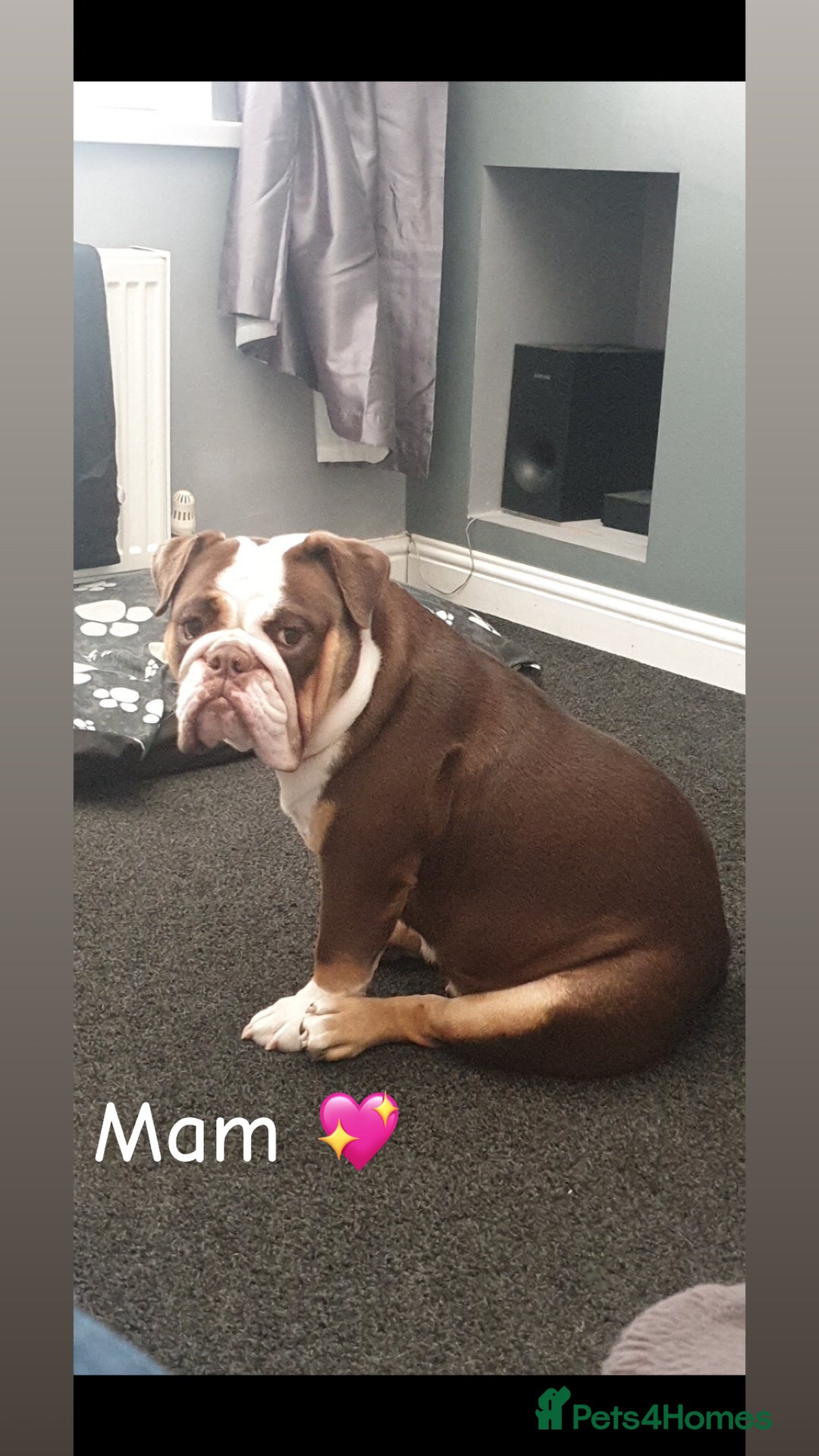 English Bulldog dogs for sale: 🐶 KC Registered English Bulldog Puppies 🐶 - Image 4