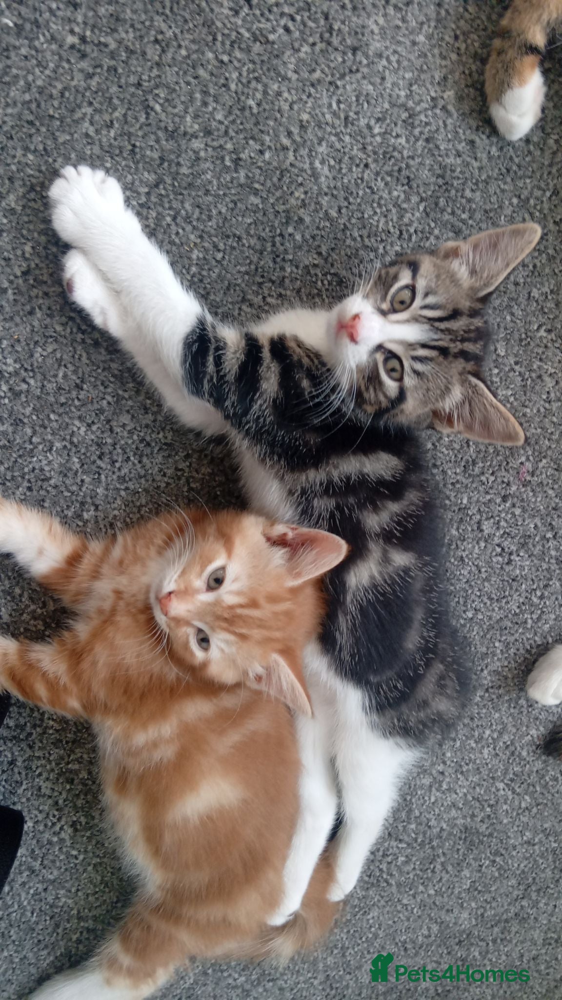 Mixed Breed cats Beautiful boy - Advert 7