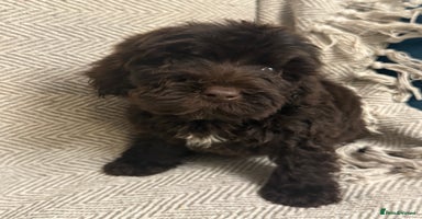 Cockapoo dogs Just 2 girl Cockapoo pups left  - Advert 7