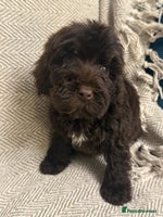 Cockapoo dogs Just 2 girl Cockapoo pups left - Advert 7