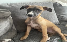 Whippet dogs for sale: Whippet male - Image 2