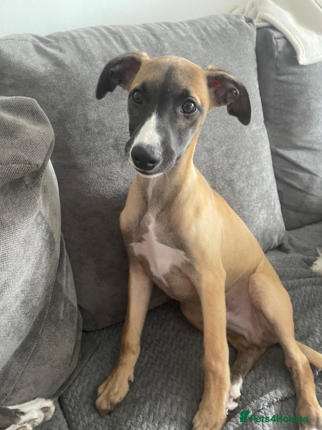 Whippet dogs for sale: Whippet male - Image 2
