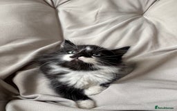 Mixed Breed cats for sale: Beautiful Mixed Breed Kitten  - Image 12