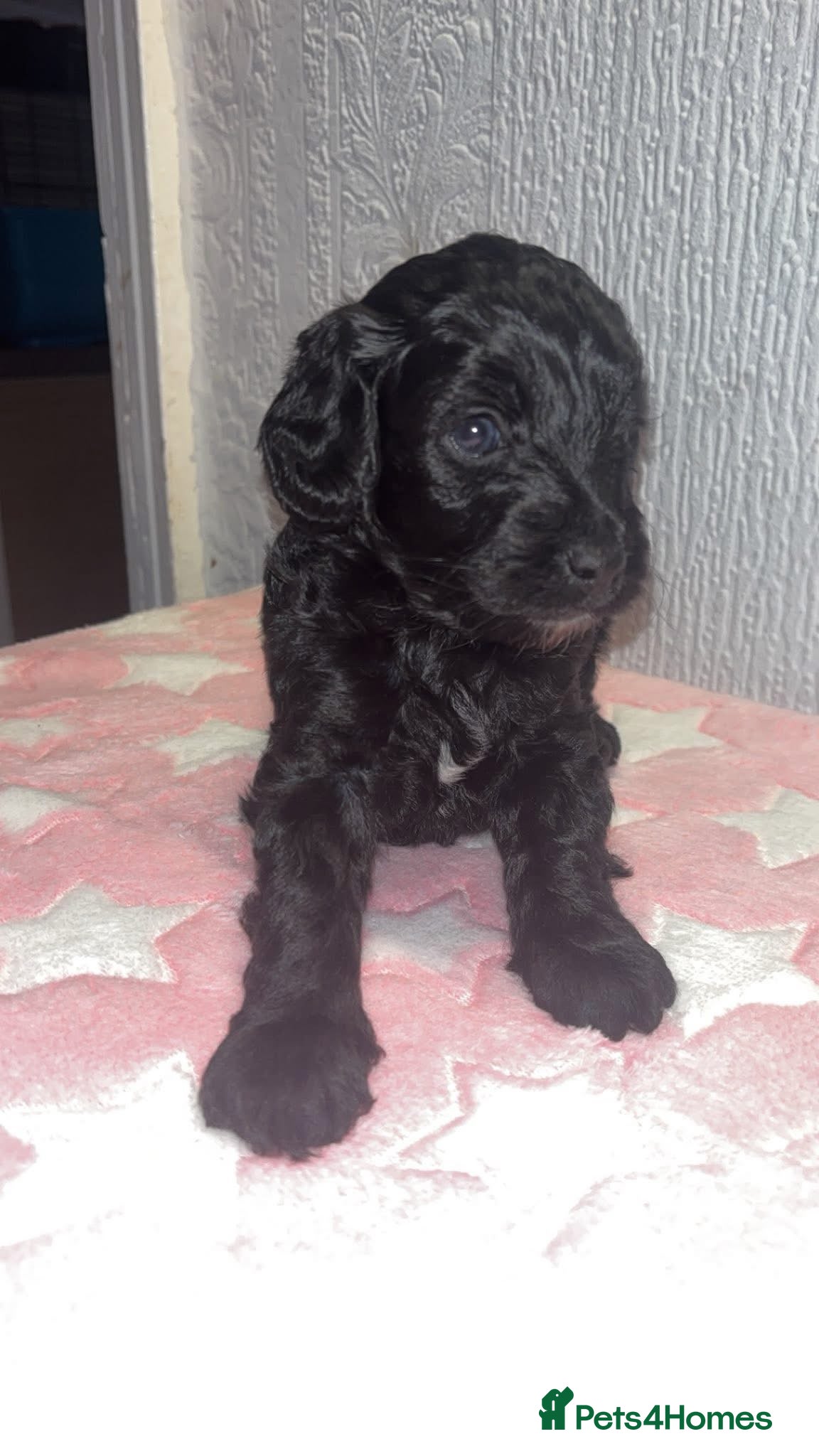 Cockapoo dogs F2 cockapoo puppies LAST GIRL  - Advert 10