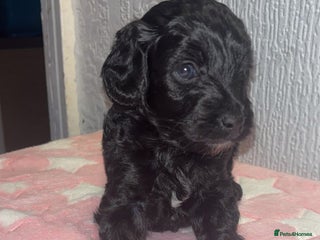 Cockapoo dogs F2 cockapoo puppies LAST GIRL - Advert 10