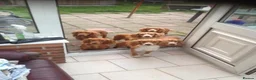 Cockapoo dogs for sale: DNA Clear 6 Gorgeous Dark Red F1 Cockapoo puppies - Advert 33