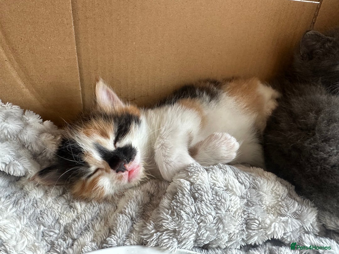 Mixed Breed cats for sale: 2 kittens  - Image 4