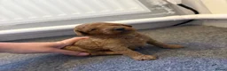Mini Goldendoodle dogs for sale: Mini Goldendoodle pups in Normanton - Advert 9