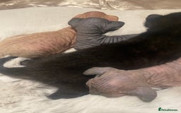 Sphynx cats for sale: Beautiful Sphynx cross orinetal kittens  - Advert 13