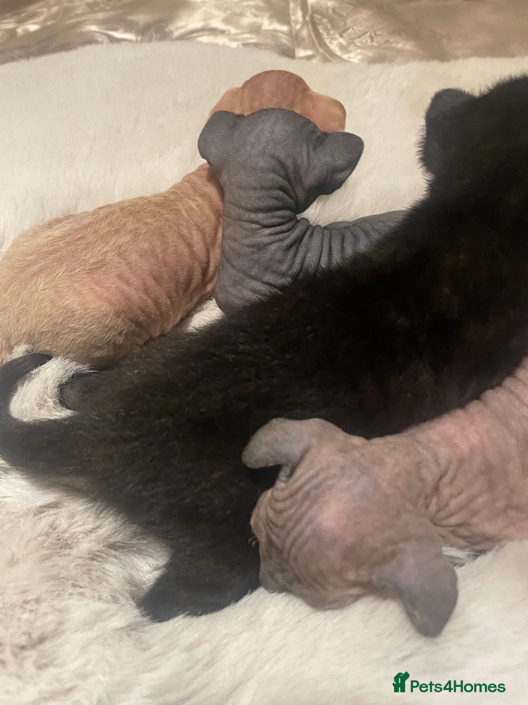 Sphynx cats for sale: Beautiful Sphynx cross orinetal kittens  - Advert 13