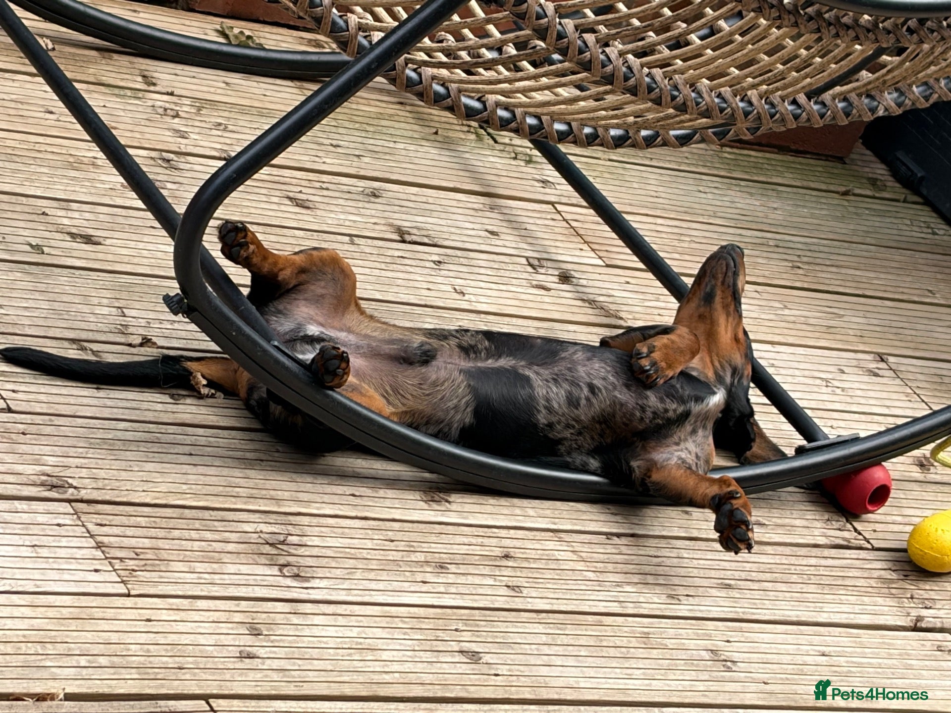Dachshund dogs Dachshund  - Advert 10