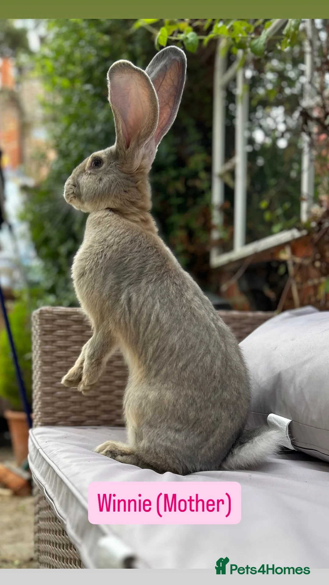 Continental Giant rabbits for sale: Continental Giant Baby Rabbits - Advert 2