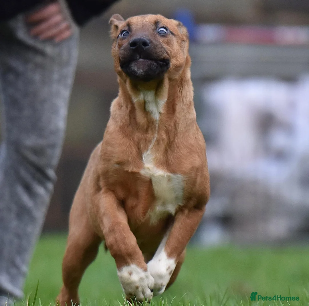 Mixed Breed dogs for sale: Reduced bullherders proven lines  - Advert 2