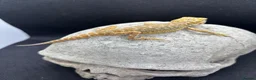 Bearded Dragon reptiles for sale: Spectacular baby dragons *ready now* in Pontypool - Advert 7