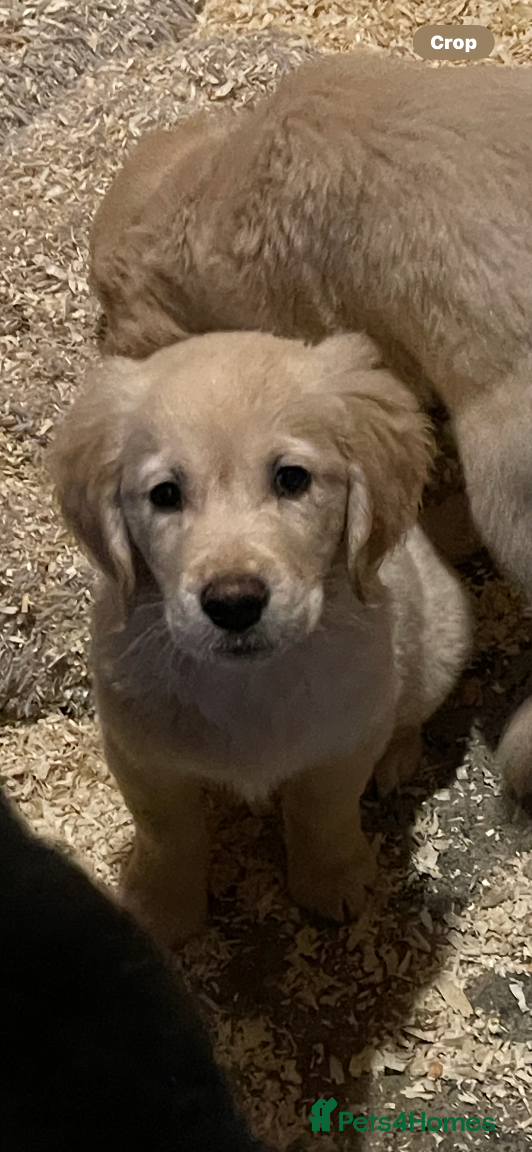 Golden Retriever dogs for sale: Cutest KC Reg Boys ready now  - Advert 5