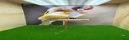 Canaries birds for sale: Red mosaic canary  - Advert 4