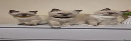 Ragdoll cats for sale: 🐾 Ragdoll Kittens Ready now !  - Advert 11