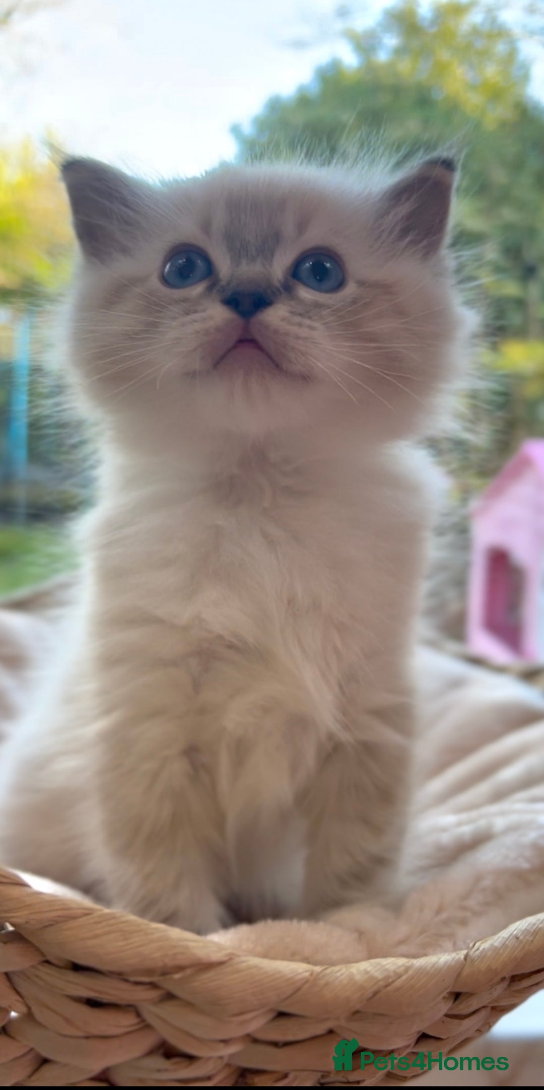 Ragdoll cats for sale: GCCF Registered. Grand Champion Bloodlines. - Advert 25