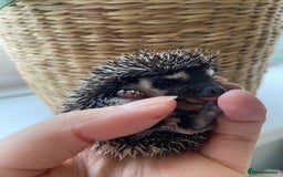 Pygmy Hedgehog rodents for sale: 🎄 Christmas Hoglets | New Litter in the Nest 🦔 - Image 3