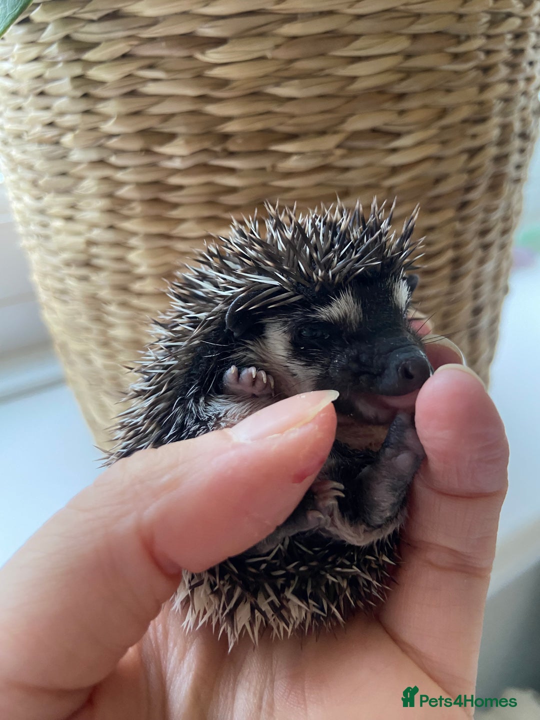 Pygmy Hedgehog rodents for sale: 🎄 Christmas Hoglets | New Litter in the Nest 🦔 - Image 3