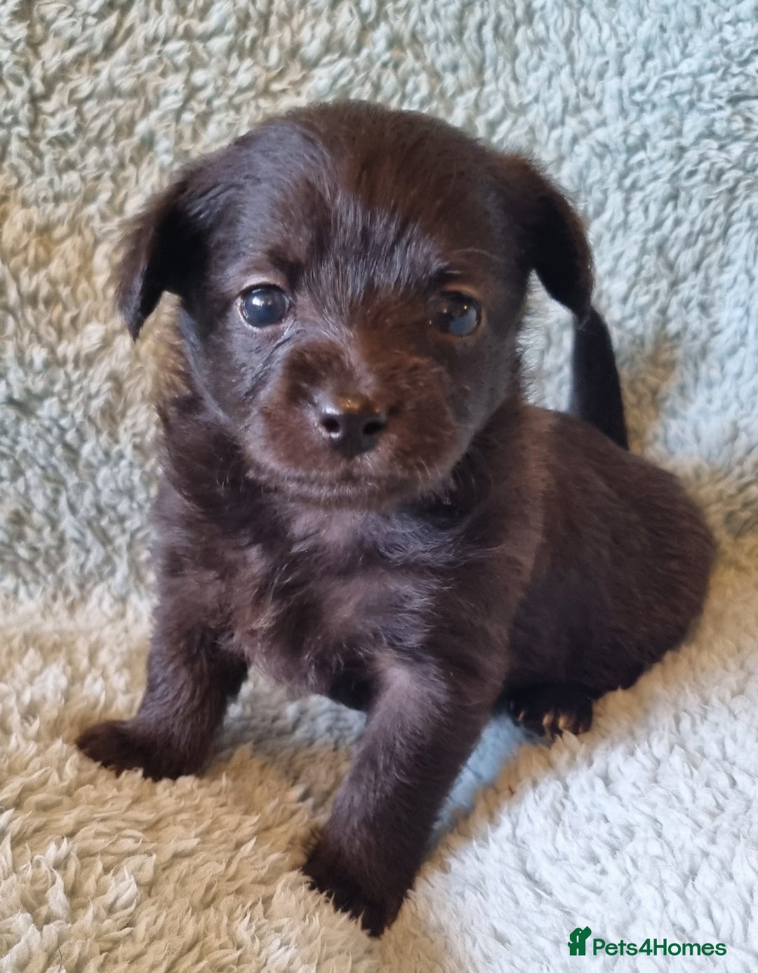 Mixed Breed dogs for sale: Pomchipoo girls - Advert 7