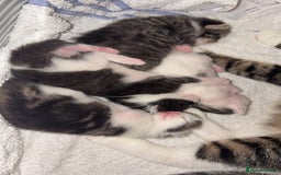 Mixed Breed cats for sale: Kittens for sale  - Image 3