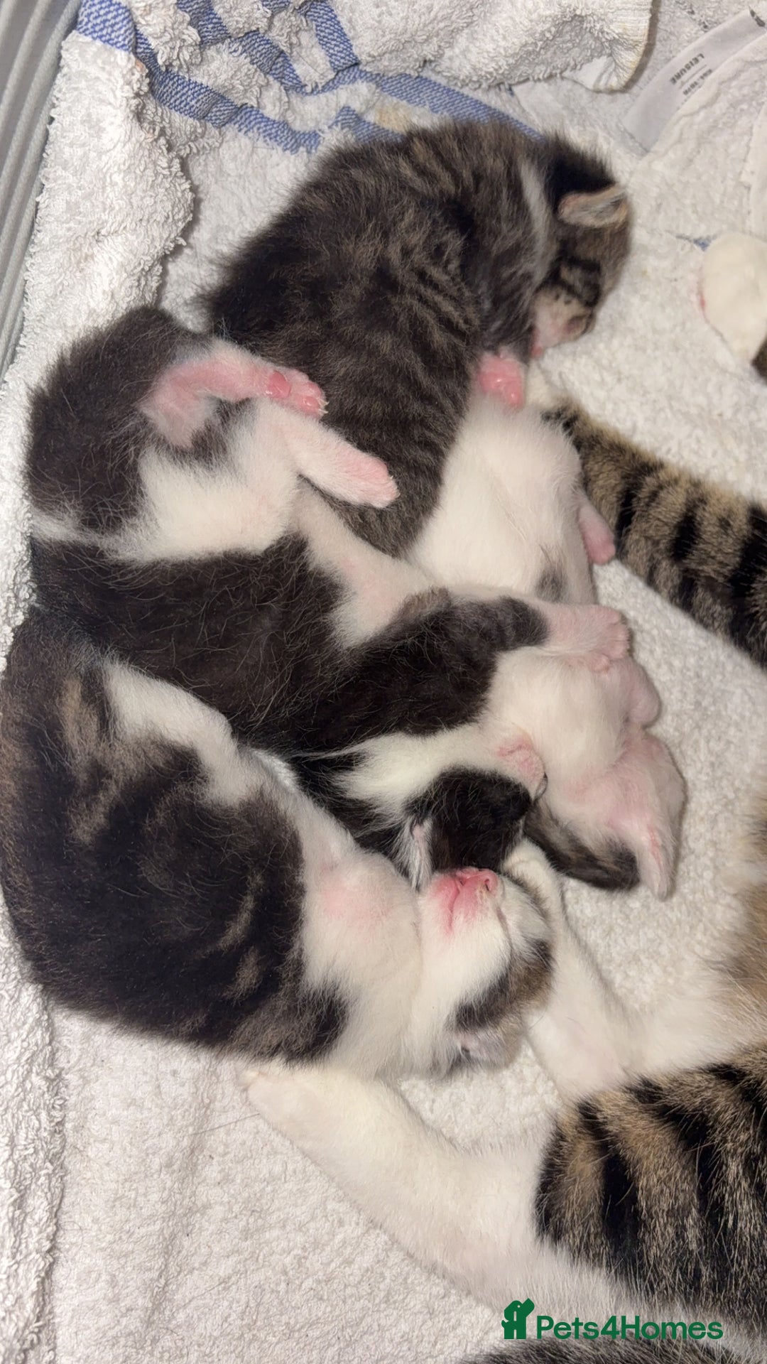 Mixed Breed cats for sale: Kittens for sale  - Image 3