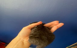 Mixed Breed cats for sale: Mixed breed ragdoll & tabby kittens - Image 12