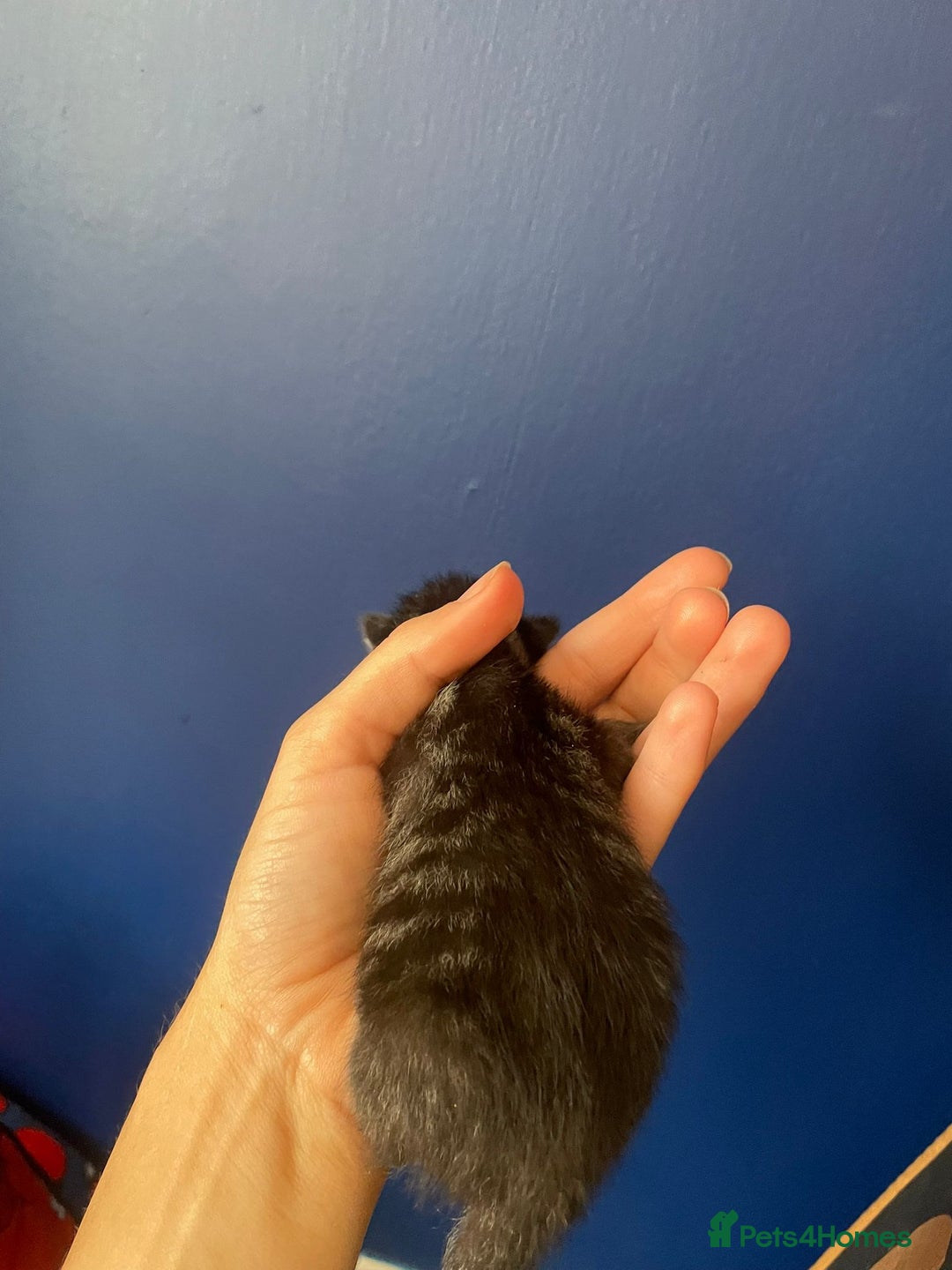 Mixed Breed cats for sale: Mixed breed ragdoll & tabby kittens - Image 12