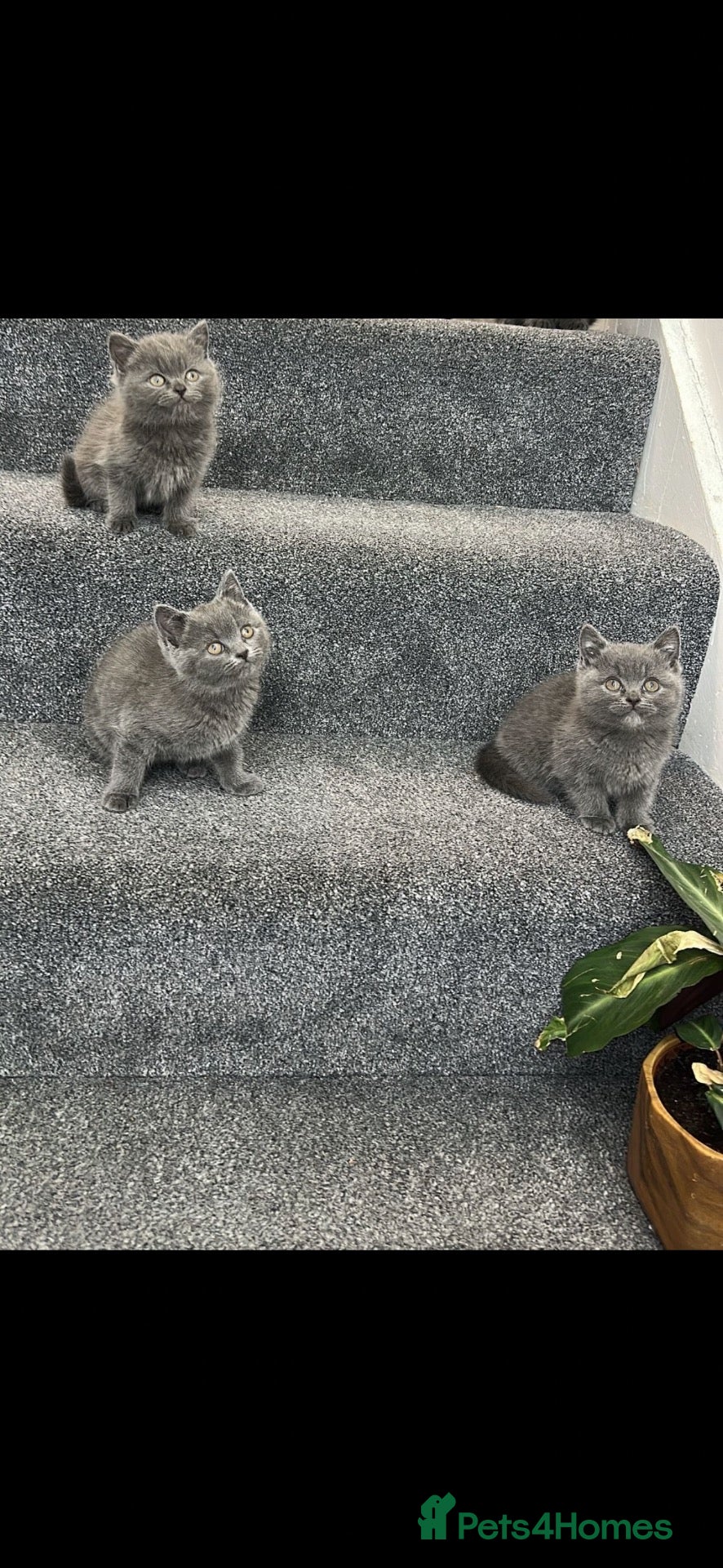 British Shorthair cats 3 British shorthair kittens  - Advert 4