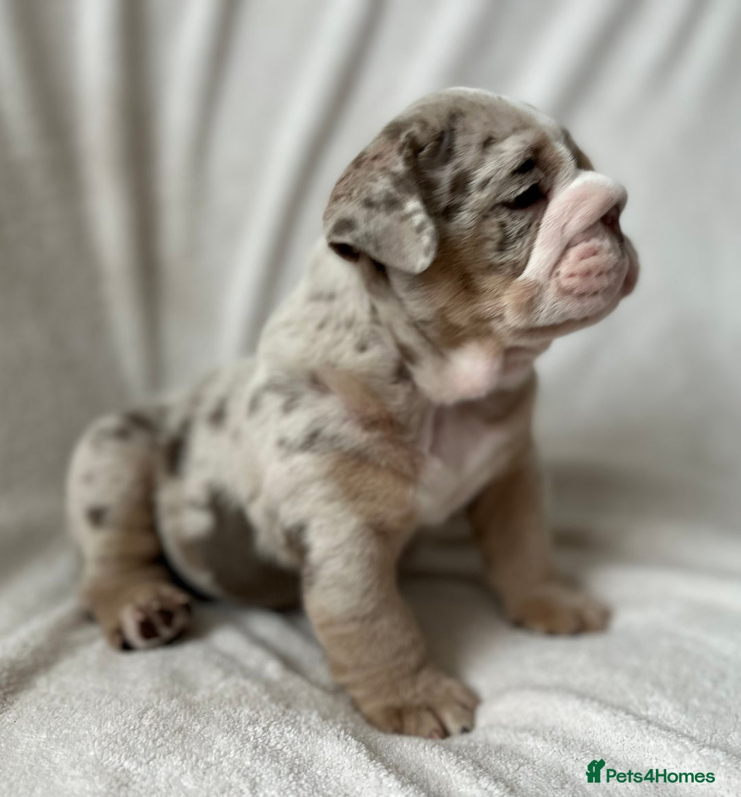English Bulldog dogs for sale: LAST BOY ENGLISH BULLDOG PUP in South Ockendon - Image 16
