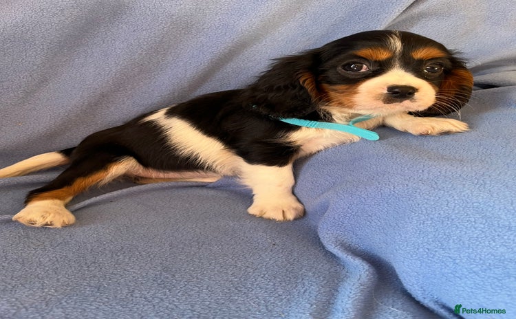Cavalier King Charles Spaniel dogs - Advert 8