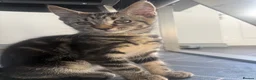 Mixed Breed cats for sale: Maincoon cross kittens  - Advert 12