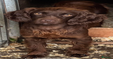 Cocker Spaniel dogs - Advert 2