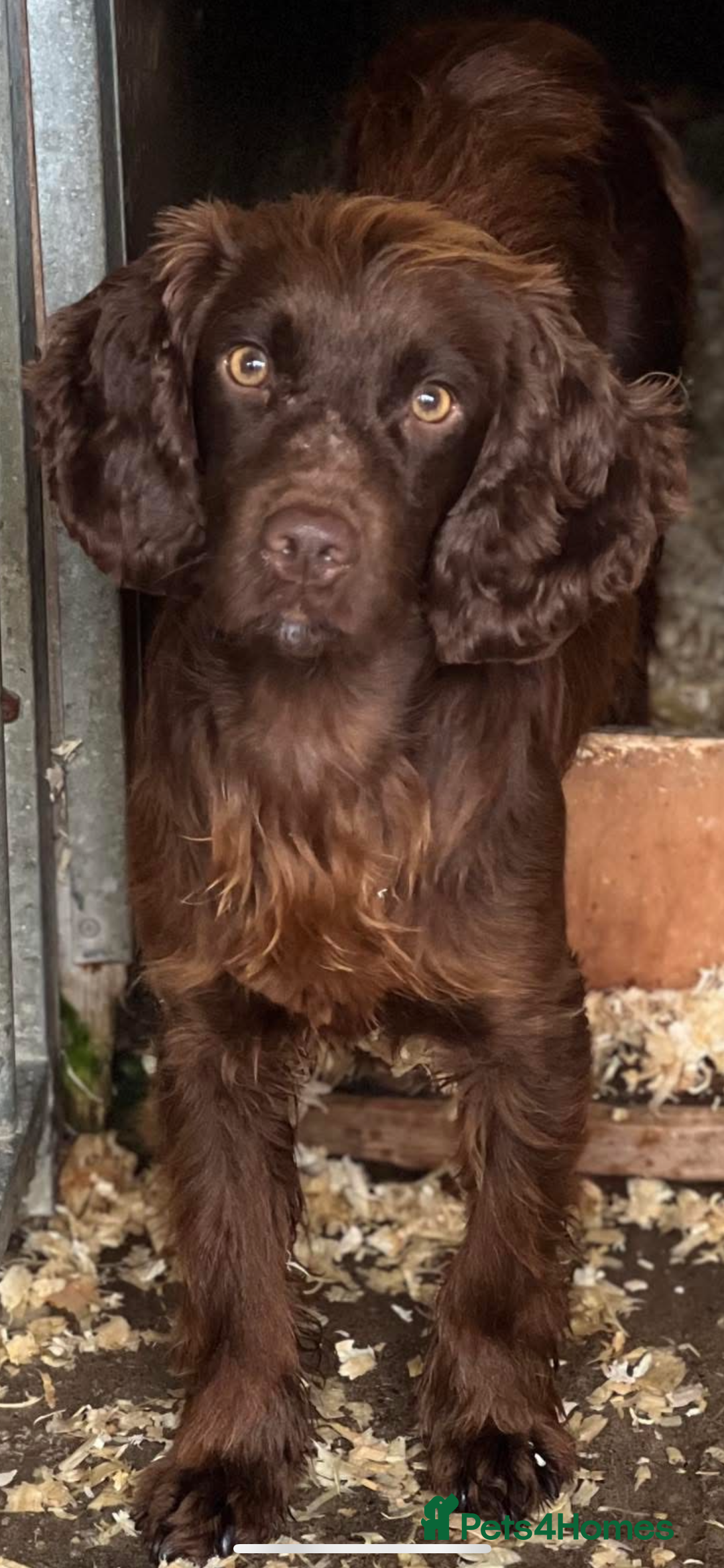 Cocker Spaniel dogs for sale: KC Pedigree Working Cocker Spaniel Puppies - Image 3