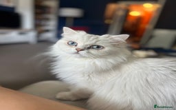 British Longhair cats for sale: Pet for rehome - Image 3