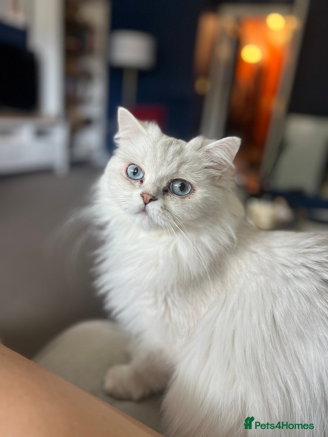British Longhair cats for sale: Pet for rehome - Image 3