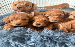 Cockapoo dogs for sale: Beautiful fox red cockapoo - Image 9